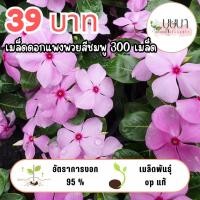 ราคา เมล็ดพันธุ์ดอกแพงพวยชมพู 39บาท (57102355901)