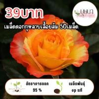 ราคา เมล็ดดอกกุหลาบเลื้อยสีส้ม 39 บาท (55356241485)