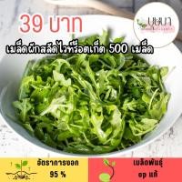 ราคา เมล็ดผักสลัดไวท์ร็อคเก็ต 500เมล็ด (53050238319)
