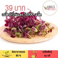 ราคา เมล็ดผักโขมแดง 5 000 เมล็ด (52000233535)