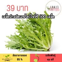 ราคา เมล็ดผักสลัดเอนไดว์ไฟร์ซี 500 เมล็ด (51800248182)