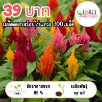 ราคา เมล็ดพันธุ์ดอกสร้อยไก่แคระคละสี 39บาท (48252362770)
