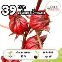 ราคา เมล็ดกระเจี๊ยบแดง 39บาท 200เมล็ด (44205501842)