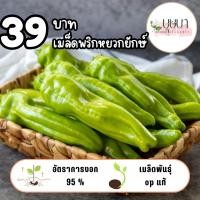 ราคา เมล็ดพันธุ์พริกหยวกยักษ์ 39บาท 1 000เมล็ด (43755497557)