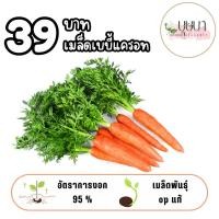 ราคา เมล็ดเบบี้แครอท 39บาท 500เมล็ด (43055506944)
