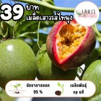 ราคา เมล็ดเสาวรสไทนุง 39บาท 50เมล็ด (42605493738)