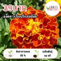 ราคา ดาวเรืองฝรั่งเศสส้ม 39บาท 200เมล็ด (41605892225)