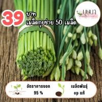 ราคา เมล็ดกุยช่าย 39บาท 200เมล็ด (40005534926)