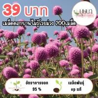 ราคา เมล็ดดอกบานไม่รู้โรยม่วง 39บาท (29543703742)