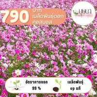 ราคา เมล็ดพันธุ์ดอกคอสมอสคละสี 100กรัม 20 000 เมล็ด (28918402359)
