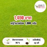 ราคา เมล็ดหญ้านวลน้อย 1 000กรัม 1 590บาท (27927560256)