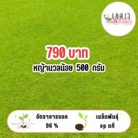 ราคา เมล็ดหญ้านวลน้อย 500กรัม 890บาท (26177550884)