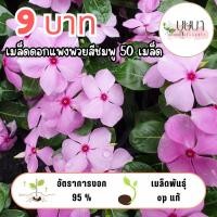 ราคา เมล็ดพันธุ์ดอกแพงพวยชมพู 9บาท (51502351759)