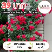 ราคา เมล็ดดอกกุหลาบเลื้อยสีแดง 39 บาท (50456245399)