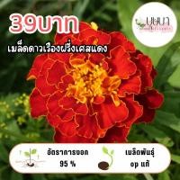 ราคา ดาวเรืองฝรั่งเศสแดง 39บาท 200เมล็ด (43905905122)