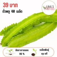 ราคา เมล็ดถั่วพลู 39บาท 40เมล็ด (43305507389)