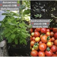 ราคา ต้นกล้ามะเขือเทศเชอร์รี่ ส่งยกตะกร้ามีหลายต้น (45560456366)