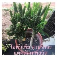 ราคา ต้นสามร้อยยอด โอพันเทีย (7369049411)
