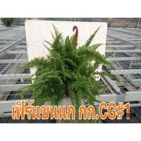 ราคา เฟิร์นขนนก เฟิร์นบอสตันสวย ฟู cc1 (2186237254)
