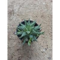 ราคา อะโล แคคตัส Aloe Cactus (16061647244)