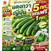 ราคา แตงกวาญี่ปุ่น ราคาโปร 5 กก แถมฟรี 1กก ส่งตรงจากชาวสวน (29668998917)