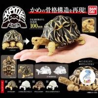 ราคา กาชาปอง เต่า โมเดล Gashapon จุดขยับ โมเดลสัตว์ Ikimono Encyclopedia Kame Tortoise Action Figure (55609308582)