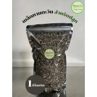 ราคา เมล็ดต้นอ่อนทานตะวัน สำหรับปลูก โสน ฟาร์ม 1กิโลกรัม ปลูกง่าย งอกไว (50362575837)