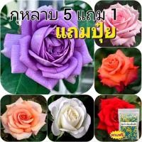 ราคา ซื้อ 5 แถม 1 กุหลาบ ต้นกุหลาบ กิ่งกุหลาบ ส่ง 2 ต้นขึ้นไป เลือกสายพันธุ์ได้ สายพันธุ์ต่างประเทศ ไม้ดอกไม้ประดับ ไม้แดด (18630038906)