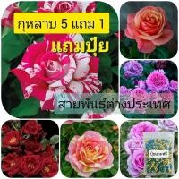 ราคา ซื้อ 5 แถม 1 กุหลาบ ต้นกุหลาบ กิ่งกุหลาบ ส่ง 2 ต้นขึ้นไป เลือกสายพันธุ์ได้ สายพันธุ์ต่างประเทศ ไม้ดอกไม้ประดับ (25244289274)