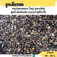 ราคา ลูกเดือยสด แบ่งขาย 200 500 G อาหารนกแก้วขนาดกลาง ใหญ่ ทุกสายพันธุ์ (28309217394)