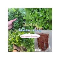 ราคา เมล็ดพันธุ์ผักชีไทยคัดพิเศษ ขนาด 30 กรัม 59 บาท ซื้อ2แถม1ึ (50162909886)