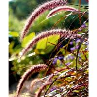 ราคา เมลึดหญ้าน้ำพุแดงแม็กซิกัน Red Fountain grass บรรจุ 150 เมล็ด (49801569714)