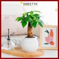 ราคา in stockSWEETYX กระถางต้นไม้ Hydroponic กระถางดอกไม้พลาสติกแบบถอดได้ รดน้ําด้วยตนเอง Mini Succulent Planter แจกันตั้งโต๊ะ (52062398421)