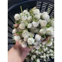 ราคา ดอกบานไม่รู้ โรย สีขาว บรรจุ 1 กิโลกรัม เก็บสดจากสวนนครชัยศรี (44856430316)