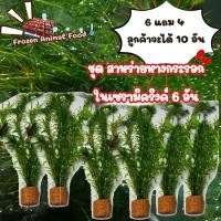 ราคา พืชน้ำ ชุด สาหร่ายหางกระรอก ในเซรามิคริงค์ 6 อัน แถม 4 (50011911884)
