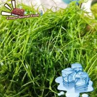 ราคา สาหร่ายเกยี่ คัดพิเศษเส้นยาวๆ ต้นไม้น้ำ สำหรับเลี้ยงในตู้ปลา อาหารปลา อาหารกุ้ง สาหร่ายเลี้ยงกุ้ง (44711258341)