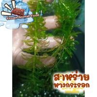 ราคา จัดส่งรวดเร็ว สาหร่ายหางกระรอก สดสะอาดคัดแต่เส้นยาวๆสวยๆ เลี้ยงแบบพิถีพิถัน (26894921705)