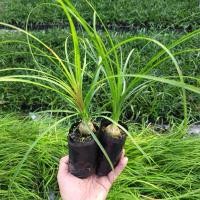 ราคา แซ่ม้า Beaucarnea recurvata ถุง 2 นิ้วแพ็ค 2 ต้น ไม้มงคล ประดับออฟฟิต แต่งสวน (11331755862)