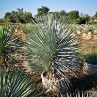 ราคา จันผาใบฟ้า Yucca rostrata สูง 5 นิ้ว ไม้ทะเลทราย (6873406858)
