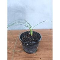 ราคา Dasylirion glaucophyllum ต้นไม้ทะเลทรายหายาก ใบสีเขียวๆฟ้าๆ (24913814225)