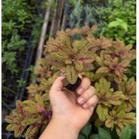 ราคา ต้นฤาษีผสม ไม้ประดับใบสวย สีสันสดใส ต้นกล้าพร้อมปลูก (50315835120)