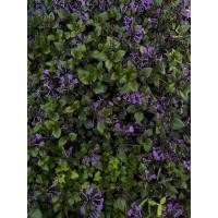 ราคา ต้นกล้าดอกอาจูก้า Ajuga สีม่วง พร้อมปลูก ต้นละ 7 บาท (51815315452)