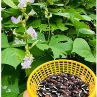 ราคา เมล็ดพันธุ์ถั่วแปบ ใหม่สด ปีนี้ พร้อมปลูก (42633988897)