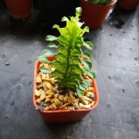 ราคา ต้นสลัดไดด่าง euphorbia trigona variegata (1330306589)