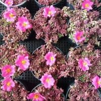 ราคา แพรทับทิม คุณนายตื่นสายญี่ปุ่น Portulaca Gilliesii ไม้ประดับ มีดอกสวย ชอบแสงแดด (720577398)
