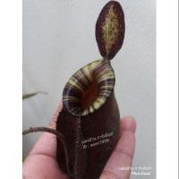 ราคา พืชกินแมลง ต้นไม้ หม้อข้าวหม้อแกงลิง nepenthes ลูกผสมเเอมดำปากลาย (5014993659)
