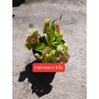 ราคา หม้อข้าวหม้อแกงลิง rafflesiana ตอนโตหม้อยาว (4057486407)