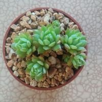ราคา กุหลาบหิน ไม้อวบน้ำ succulent (739382865)