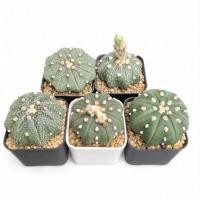 ราคา เเอสโตรคละแบบ astro mix แอสโตร Astrophytum ขนาดกระถาง 2 นิ้ว (723801359)