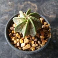 ราคา เเอสโตร มายริโอ้ Astrophytum myriostigma คละฟอร์ม ต้นกระบองเพชร เเคคตัส ขนาดกระถาง 2 5 นิ้ว (714827879)